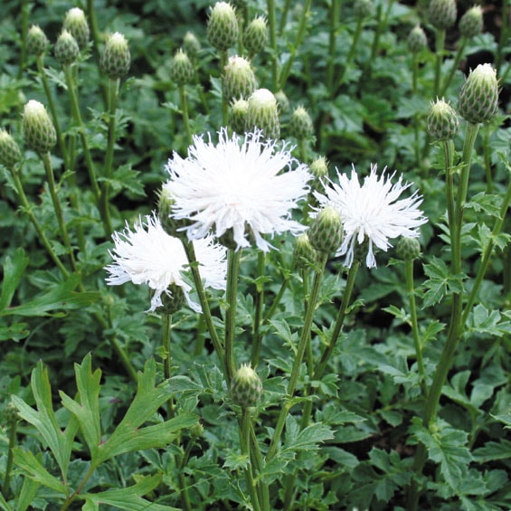 山野草】白花姫タムラソウ | | 山野草（科名別）,キク科 | 四国