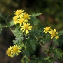 �ڻ�����ۥ��拾���ͥ���