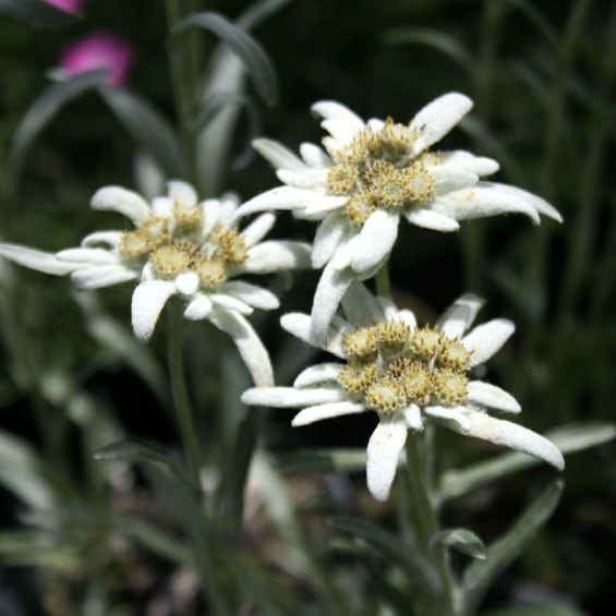 山野草】エーデルワイス | | 山野草（科名別）,キク科 | 四国ガーデン