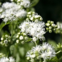 �ڻ��������ִ��եե��Х���