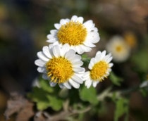 �ڻ�����ۥ�奦�Υ�����