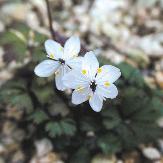 山野草】梅花オウレン | | 山野草（科名別）,キンポウゲ科