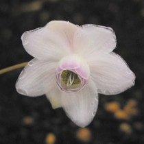 �ڻ�����ۥ�󥲥��祦��