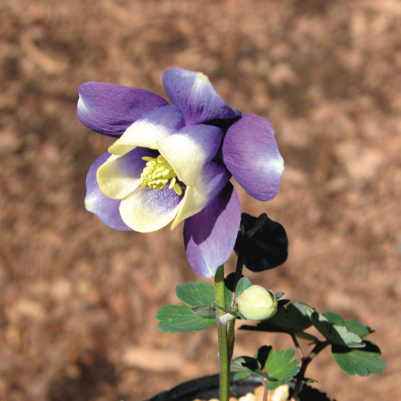 山野草】千島ルリオダマキ | | 山野草（科名別）,キンポウゲ科 | 四国