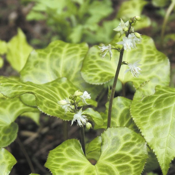 山野草】スミレバオウレン | | 山野草（科名別）,キンポウゲ科 | 四国