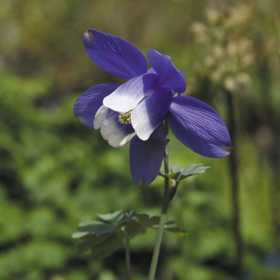 山野草】深山オダマキ ※今季開花終了 | | 山野草（科名別）,キンポウゲ