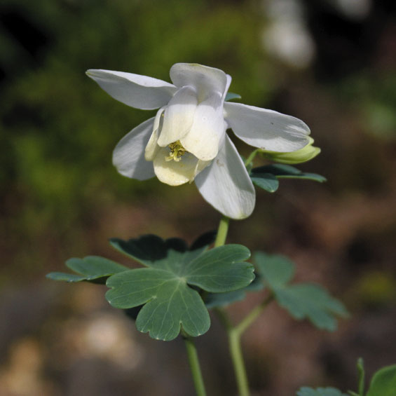 山野草】白花深山オダマキ ※今季開花終了 | | 山野草（科名別