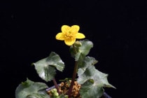 �ڻ�����ۥ�奦����