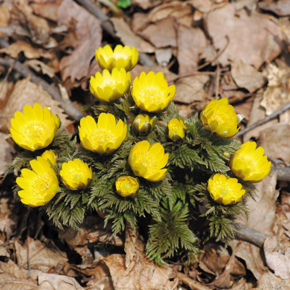 �ڻ������ʡ����1���