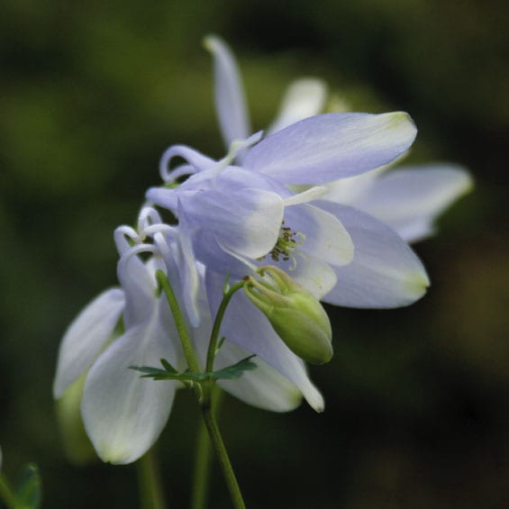 山野草】早池峰オダマキ ※今季開花終了 | | 山野草（科名別