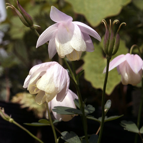 山野草】桃花風鈴オダマキ | | 山野草（科名別）,キンポウゲ科 | 四国