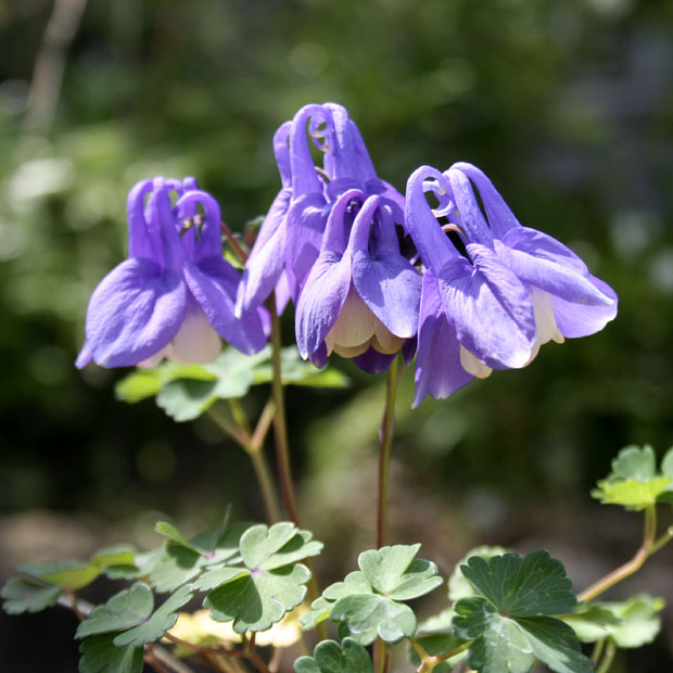 山野草】トクシュンベツオダマキ | | 山野草（科名別）,キンポウゲ科