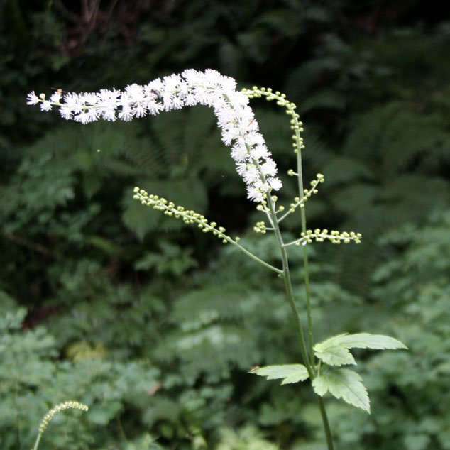 山野草】サラシナショウマ | | 山野草（科名別）,キンポウゲ科 | 四国