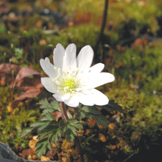 ◇キクザキイチゲ ピンク八重咲き① 菊咲一華 桃色 山野草◇ ・・・2