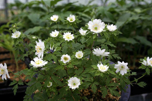 山野草】ハルオコシ | | 山野草（科名別）,キンポウゲ科-イチゲ類