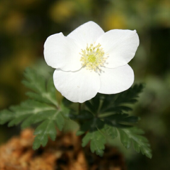 �ڻ�����۰�������뼯��