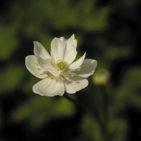 山野草】八重咲二輪草 | | 山野草（科名別）,キンポウゲ科-イチゲ類