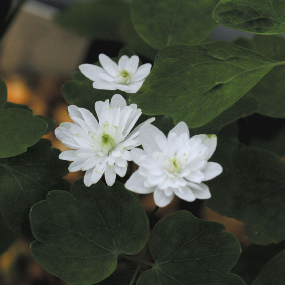 山野草】白花八重梅花カラマツ | | 山野草（科名別）,キンポウゲ科