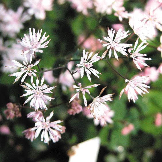 山野草】ツクシカラマツ | | 山野草（科名別）,キンポウゲ科-カラマツ