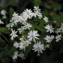 �ڻ��������֥˥�������ޥ�