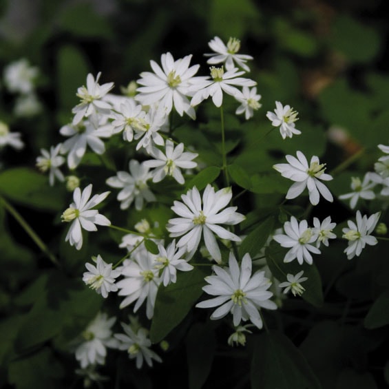 山野草】白花ニシキカラマツ | | 山野草（科名別）,キンポウゲ科