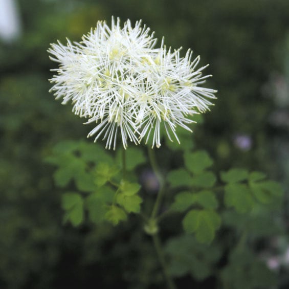 山野草】白花ボタンカラマツ | | 山野草（科名別）,キンポウゲ科