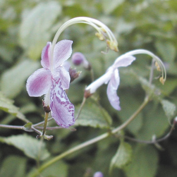 山野草】桃花カリガネ草 | | 山野草（科名別）,クマツヅラ科 | 四国