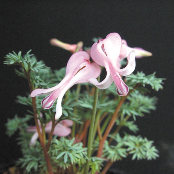 山野草】コマクサ | | 山野草（科名別）,ケシ科 | 四国ガーデン株式会社