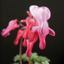 �ڻ�����ۻ͵��饳�ޥ���