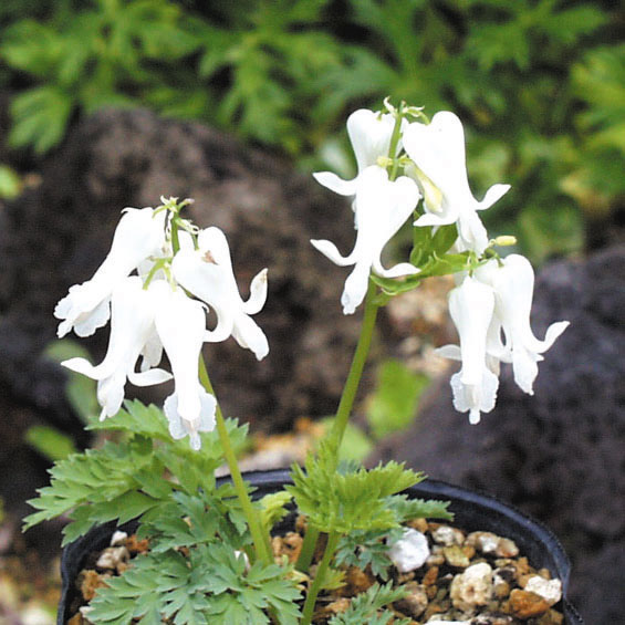 山野草】白花四季咲コマクサ | | 山野草（科名別）,ケシ科 | 四国