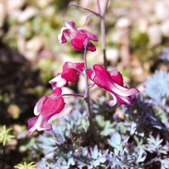 山野草　斑入り緋炎　コマクサ 山野草】濃色コマクサ「緋炎」 | | 山野草（科名別）,ケシ科 | 四国