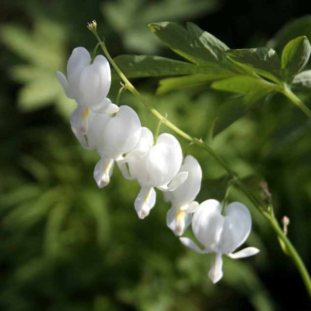 山野草】白花タイツリソウ | | 山野草（科名別）,ケシ科 | 四国
