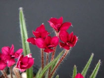 山野草（植物名別）,ア行 | 四国ガーデン株式会社