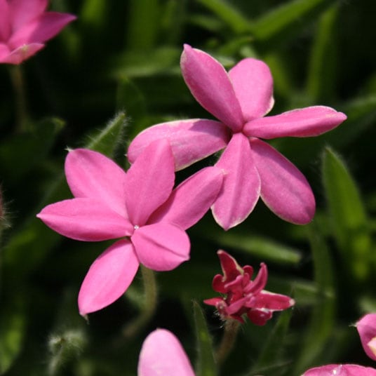 �ڻ���������֥��åĺ�