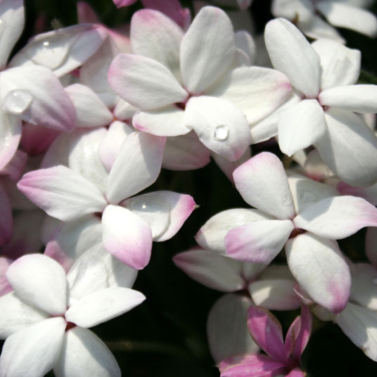 山野草】白花アッツ桜 | | 山野草（科名別）,コキンバイザサ科 | 四国