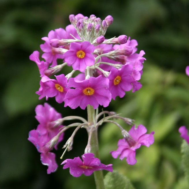 山野草】紫花クリンソウ | | 山野草（科名別）,サクラソウ科 | 四国