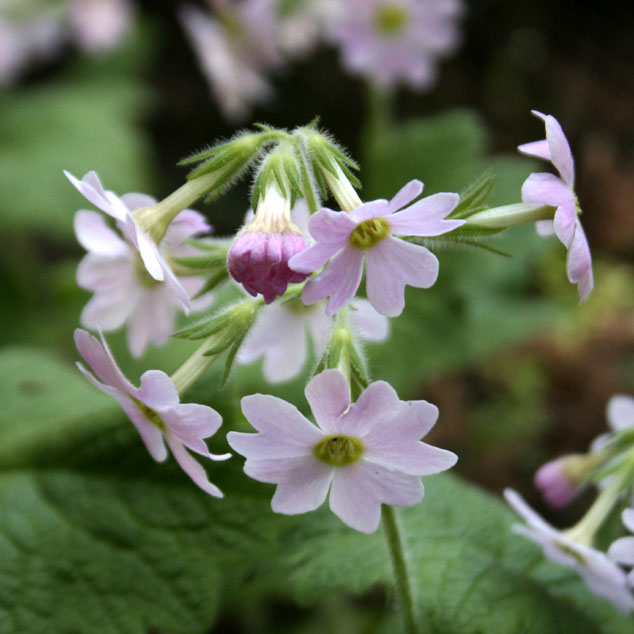 山野草 濃色八重咲きシラネアオイ 実生4年3個とコジマエンレイソウ2