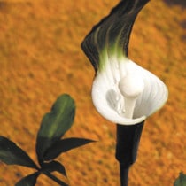 山野草（植物名別）,ヤ行 | 四国ガーデン株式会社