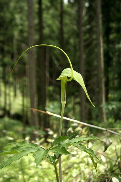 山野草】【テンナンショウ】マイヅルテンナンショウ | | 山野草（科名