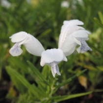 �ڻ��������֥ॷ����ɥ�