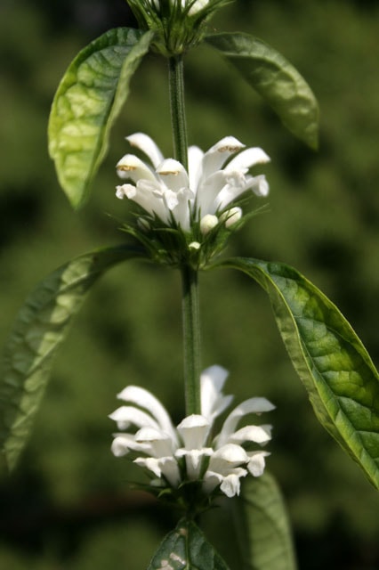 山野草　希少白花　タッタソウ 山野草】白花キセワタ | | 山野草（科名別）,シソ科 | 四国ガーデン