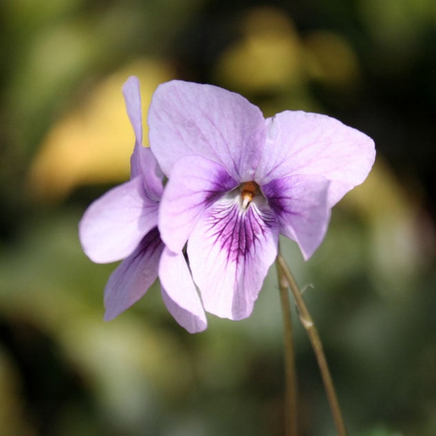 山野草】サクラタチツボスミレ | | 山野草（科名別）,スミレ科 | 四国