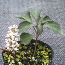 �ڻ�����ۥ���ꥫ���ٵ���