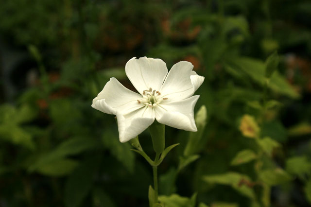 山野草】白花フシグロセンノウ | | 山野草（科名別）,ナデシコ科