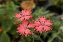 �ڻ�����ۥ����饻��Υ�