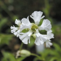 山野草（植物名別）,ア行 | 四国ガーデン株式会社