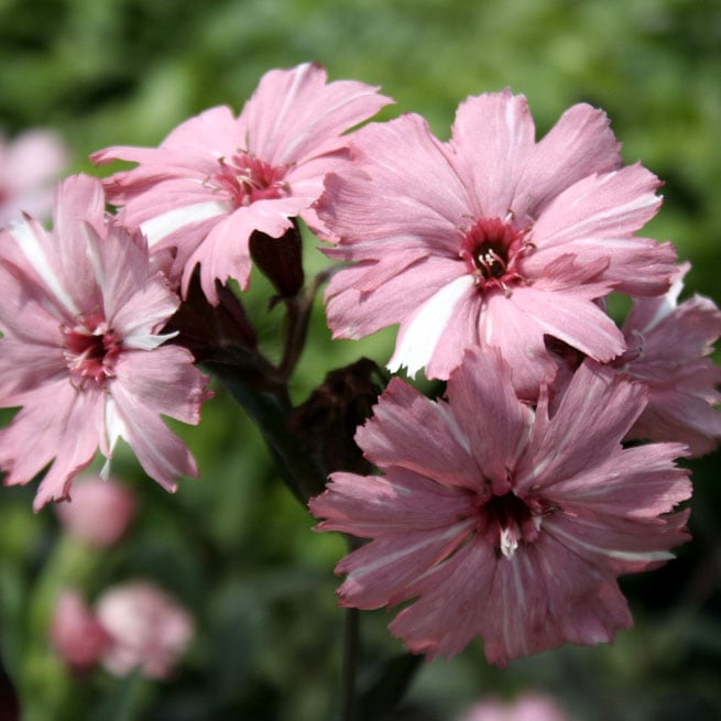 山野草】桃絞り松本センノウ | | 山野草（科名別）,ナデシコ科 | 四国