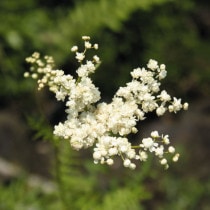 �ڻ������ϻ�ۥ���ĥ�