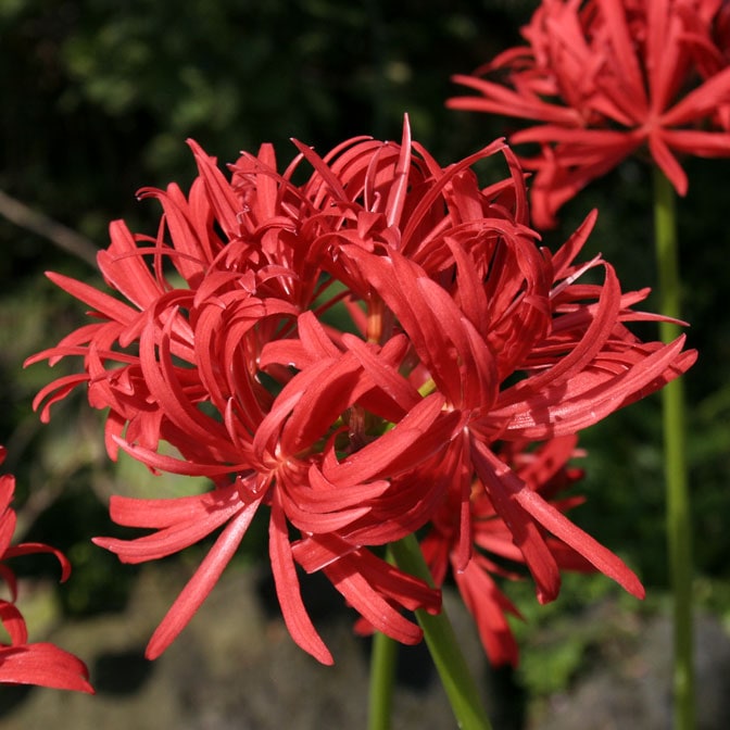 山野草】八重咲ヒガンバナ 1球植え 3号ロングポット | | 山野草（科名