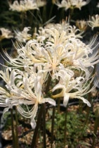 �ڻ��������֥ҥ���Хʡ�3����󥰥ݥå�